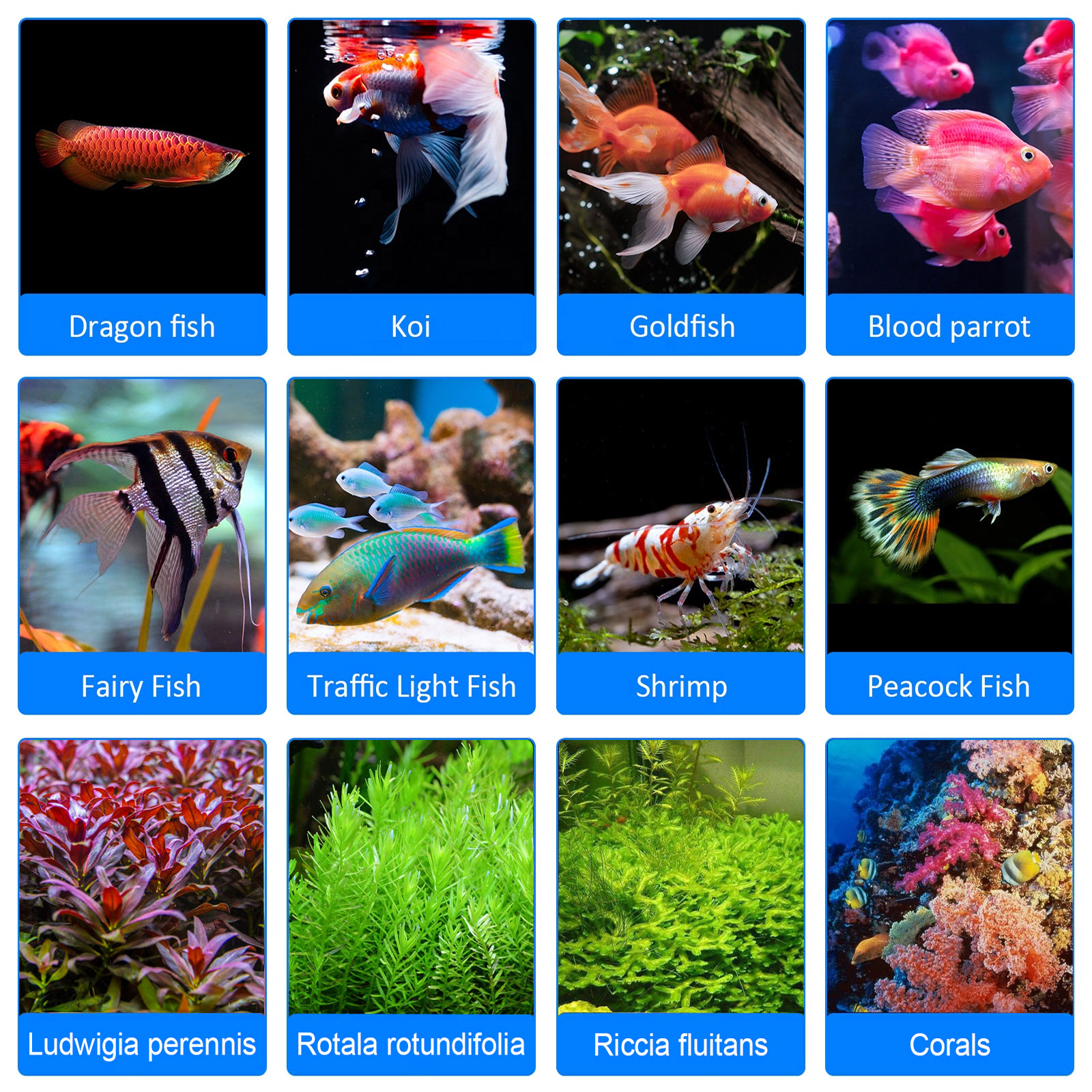 8H 10H 12H Timer Panel Reef Ma - Aquarium Blue Marine Reef recension och pris